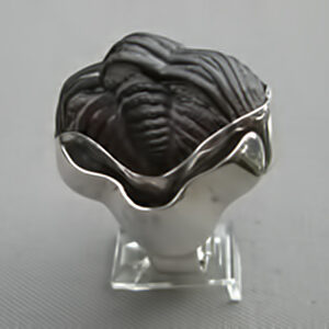 Silver Fossil Ring